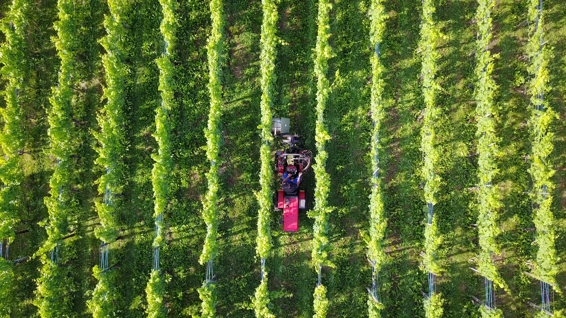 Reben von Grüninger’s Rebbau aus der Vogelperspektive mit einem Traktor zwischen den Rebzeilen
