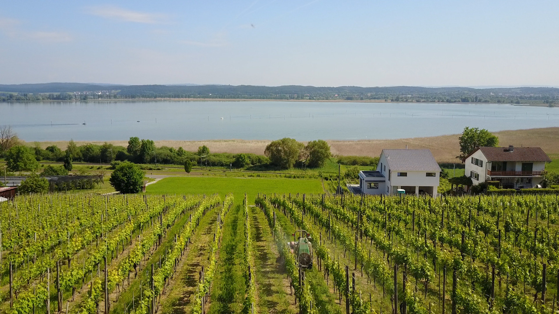 Rebflächen von Grüninger’s Rebbau mit Blick auf den Untersee